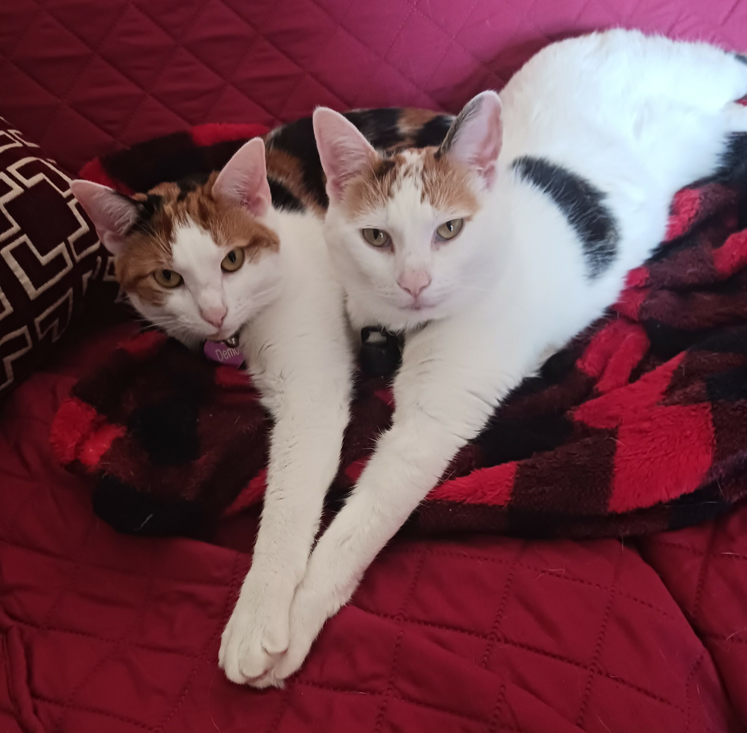 Two Cats Resting on a Red and Black Blanket